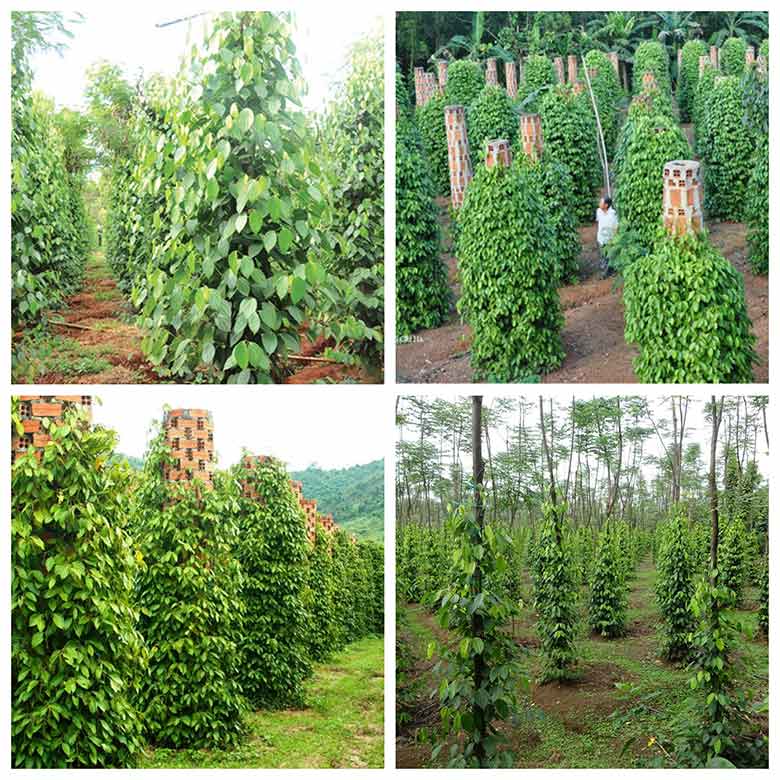Tiềm năng mô hình trồng tiêu xen cà phê trên đất Di Linh