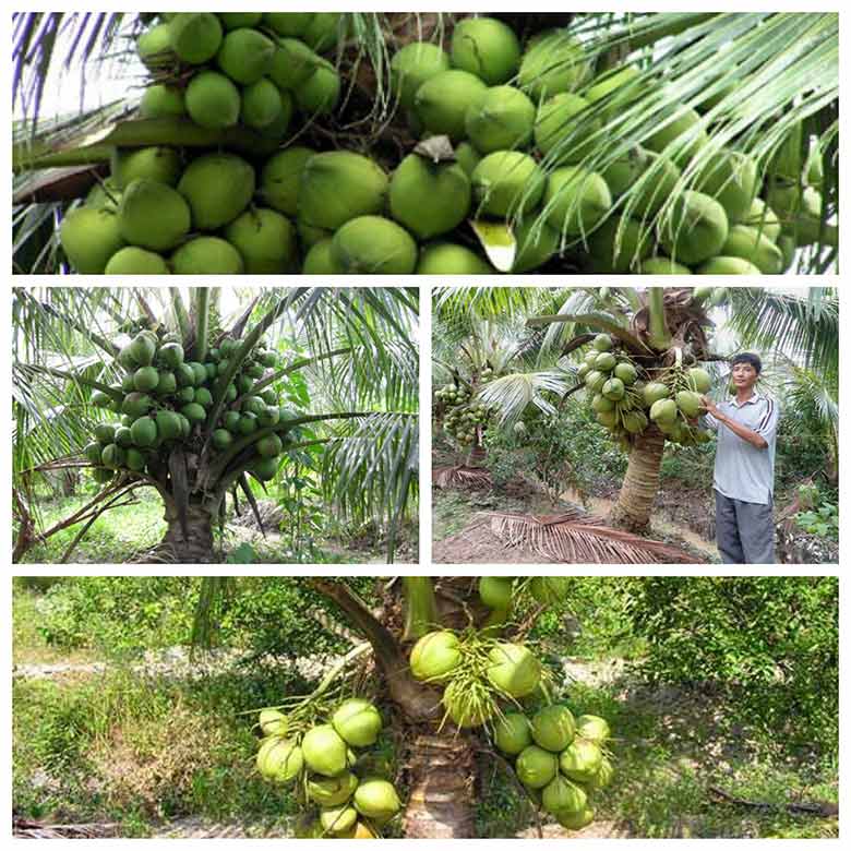 Mô hình trồng dừa xiêm lùn cho thu nhập khá