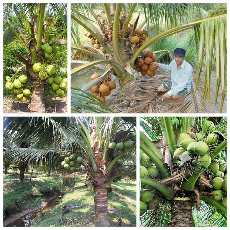 Cách trồng cây dừa sao cho nhanh bén đất