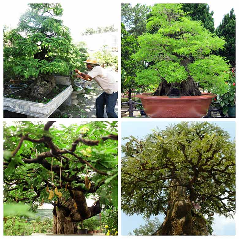 Chuyên gia bật mí cách trồng cây me bonsai đẹp, sai quả
