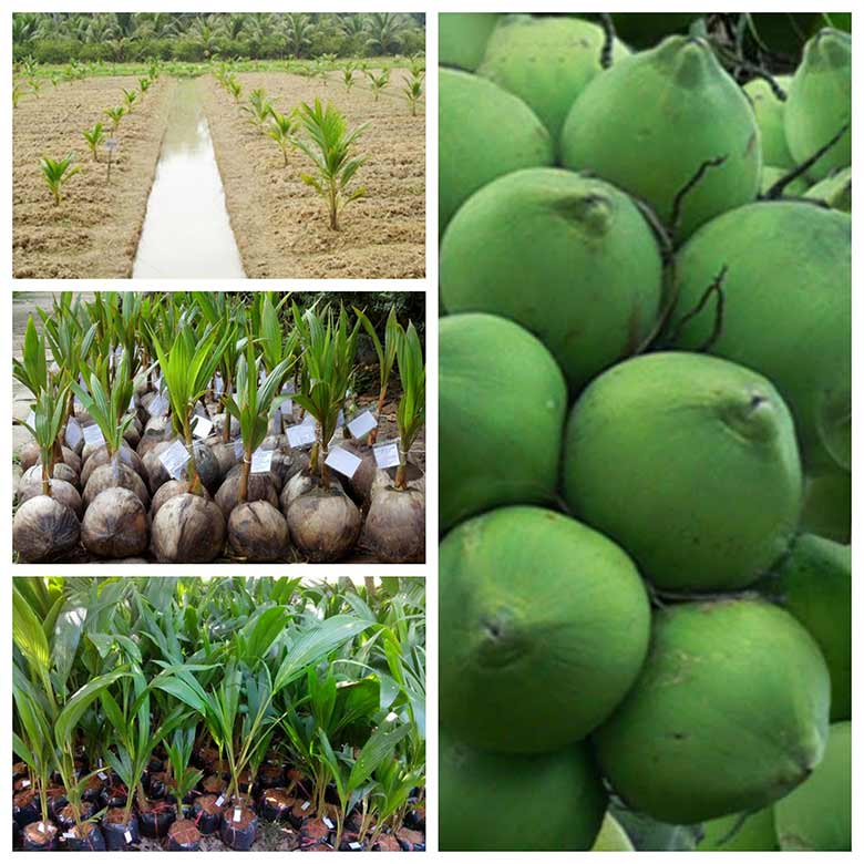 Quy trình & công đoạn trồng Dừa Bonsai đạt năng xuất ngoài mong đợi